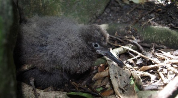 Fluttering shearwater chick, Ohinauiti Island, January 2014. Image: Colin Miskelly, Te Papa
