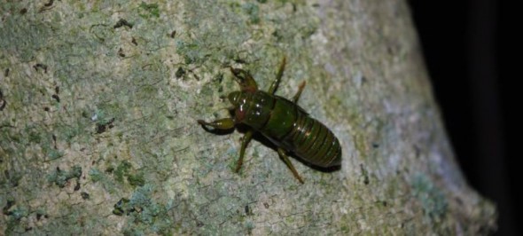A variable cicada (Kikihia muta) climbs a tree trunk at night, in order to emerge as a flighted adult. Ohinau Island, January 2014. Image: Colin Miskelly, Te Papa