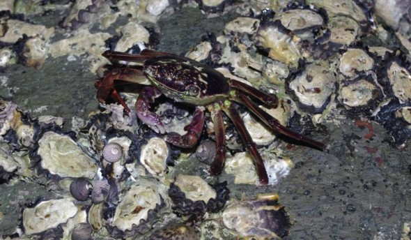 A purple rock crab (Leptograpsus variegatus) forages along the shore of Ohinau Island at night. Image: Colin Miskelly, Te Papa