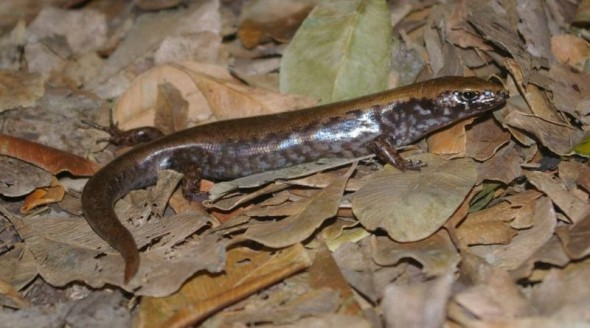 Marbled skink, Aorangi, Poor Knights Islands, February 2013. Image: Colin Miskelly, Te Papa