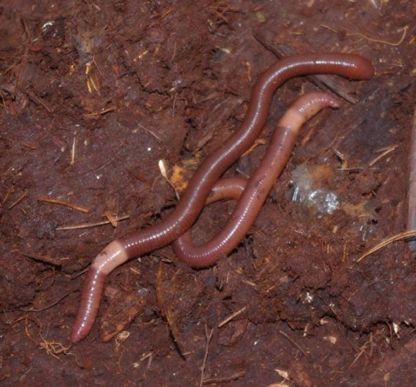 The large endemic earthworm Diplotrema haplocystis is abundant on the Snares Islands. Image: Colin Miskelly, Te Papa