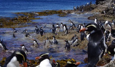Snares crested penguins on the landing rocks in Station Cove. Image: Colin Miskelly: Te Papa
