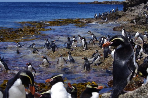 Snares crested penguins on the landing rocks in Station Cove. Image: Colin Miskelly: Te Papa