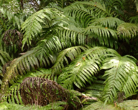 Kiokio, Blechnum novae-zelandiae, near Matawai.  This is one of the most common ferns in New Zealand.  Photo Leon Perrie, (c) Te Papa.