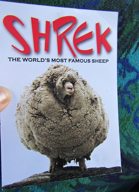 Shrek the sheep. CC Image courtesy Camelia TWU on Flickr