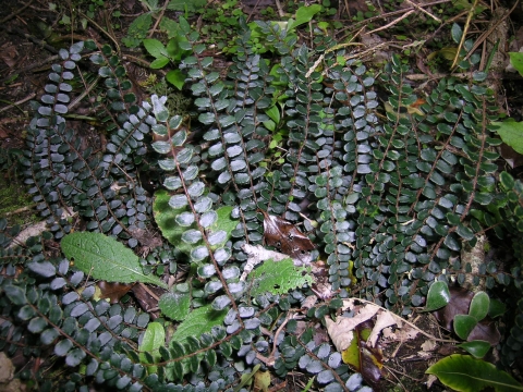 Button fern, Pellaea rotundifolia, was one of the most frequently reported ferns. Photo (c) Leon Perrie.