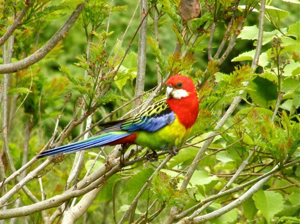 Eastern rosella - the most-viewed introduced species on New Zealand Birds Online. Image: Josie Galbraith, New Zealand Birds Online