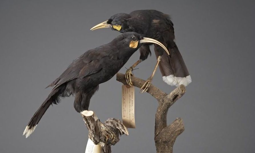 What was New Zealand's first fully protected native bird? | Te Papa's Blog