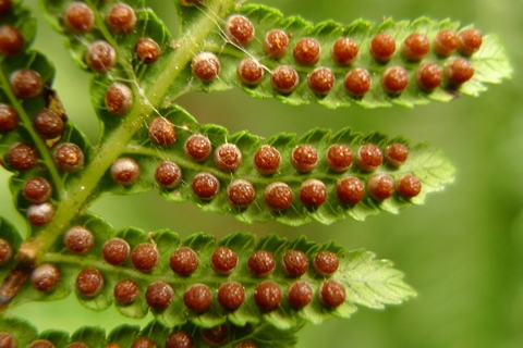 1 C. Reproductive structures of Cyathea milnei, from the Kermadec Islands, in cultivation at Otari-Wilton’s Bush, Wellington. Photo Leon Perrie. © Te Papa.