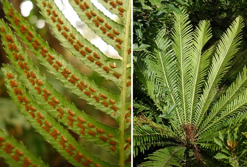 Left: rasp fern, Blechnum parrisiae, previously called Doodia australis, occurs in both Australia and New Zealand. Right: Blechnum gibbum, from New Caledonia. Blechnum gibbum is more closely related to the species formerly placed in Doodia than it is to most species of Blechnum. Photos Leon Perrie. Composite © Te Papa.