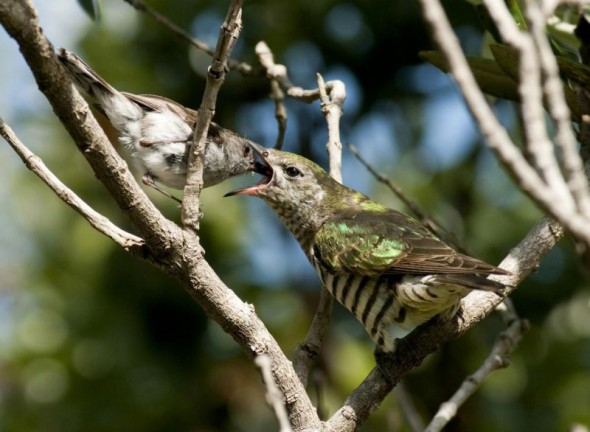 An adult grey warbler (left) feeds a recently fledged shining cuckoo chick. Image: Malcolm Pullman, New Zealand Birds Online