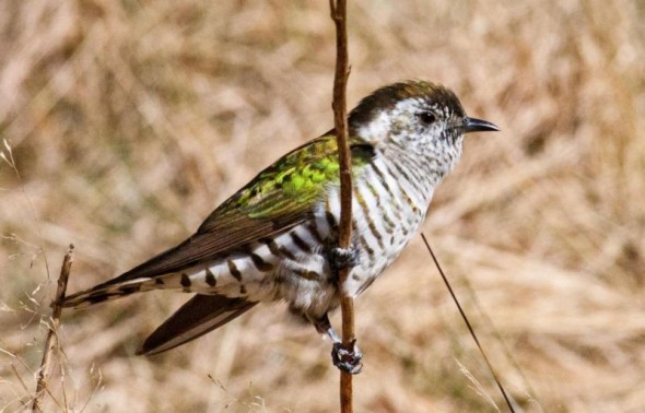 An adult shining cuckoo shows its iridescent dorsal plumage. Image: Nathan Hill, New Zealand Birds Online