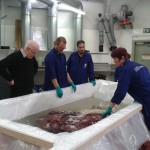 Scientists examine the colossal squid. Photographer: Ruth Hendry © Te Papa