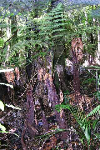 The newly recognised Dicksonia lanata subsp. hispida. Fairly common in the northern North Island, usually in kauri forests. Photo Leon Perrie. © Te Papa.