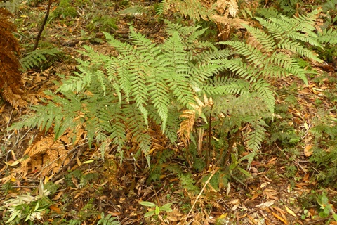 Dicksonia lanata subspecies lanata never grows a trunk. It is a trunk-less tree fern! Photo Leon Perrie © Te Papa.