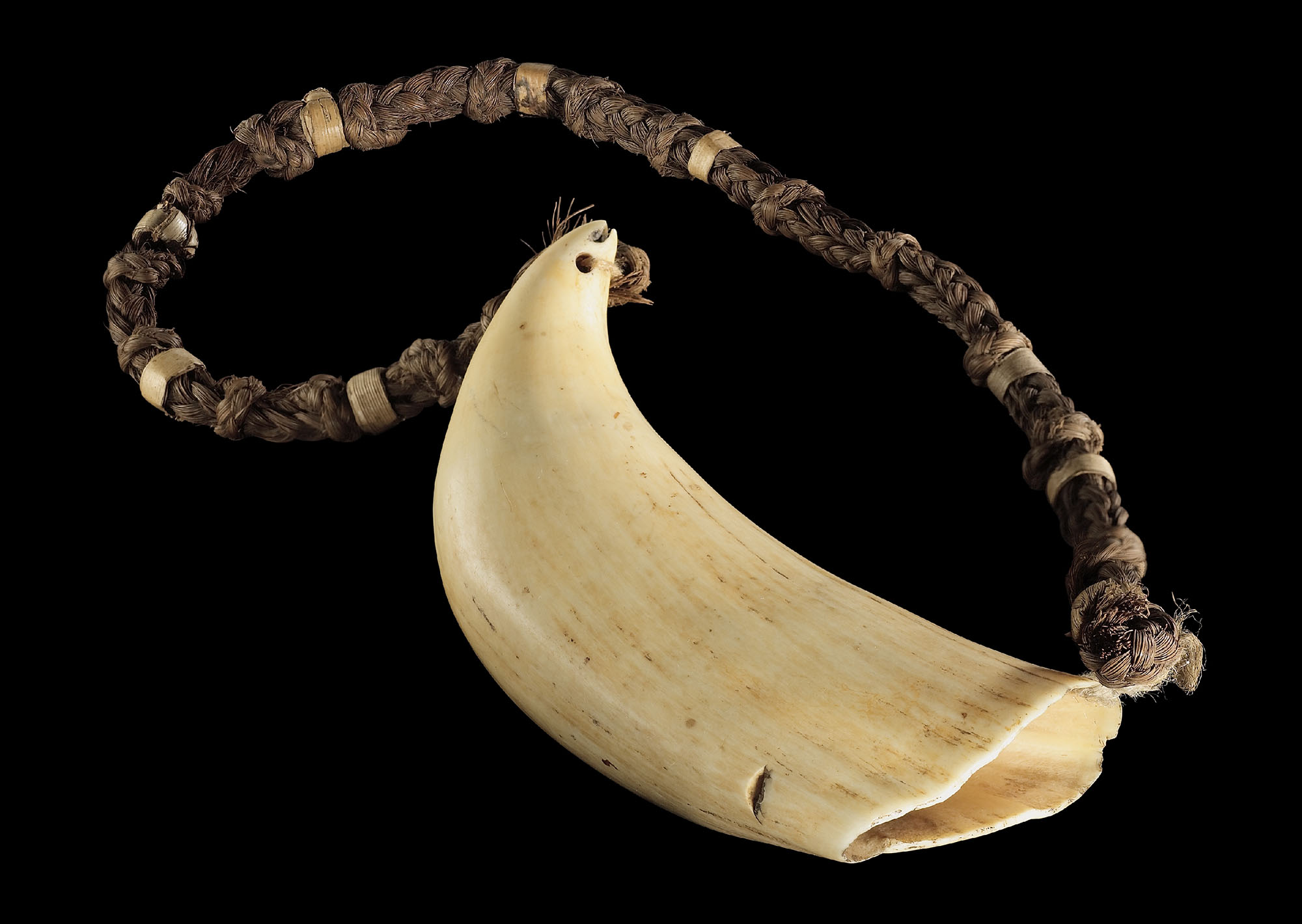 Whale’s tooth on a braided necklace 