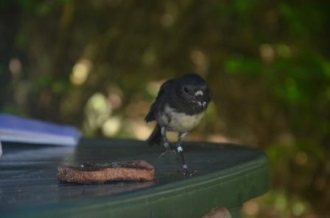 Robin at Motuara Island is very tame. Here is is trying to eat Caroline's jam toast. Banded green and white. Photo Caroline Boast, Copyright Caroline Bost
