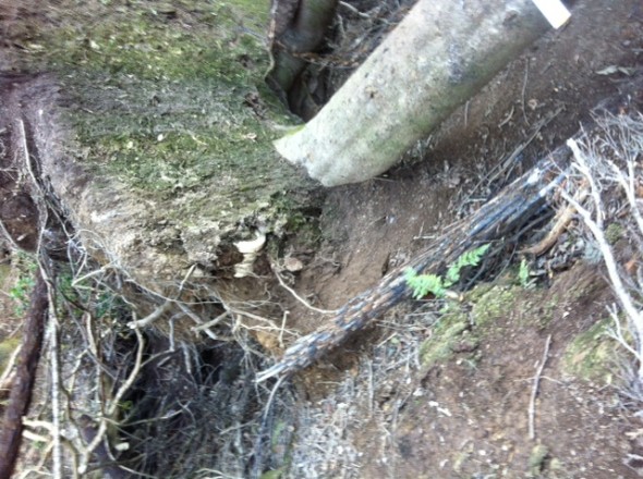 Tree fallen in the Westland Petrel colony showing a petrel burrow inspection lid (white object 1/2 buried in the ground) amongst the uprooted roots of the tree. Image Susan Waugh, Copyright Te Papa. 