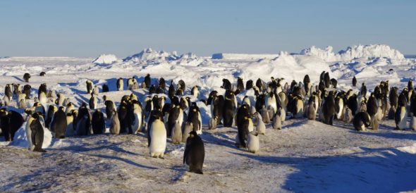 Emperor penguins breeding on sea-ice at Gould Bay, south-eastern Weddell Sea. Image: Colin Miskelly