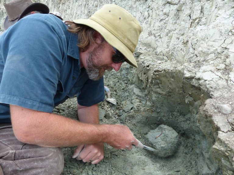Fossil Bonanza Reveals the History of New Zealand’s Animals Te Papa’s