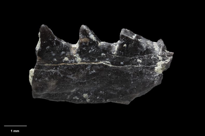 Fossil Bonanza Reveals the History of New Zealand’s Animals Te Papa’s