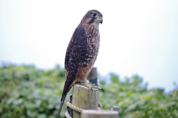 A one-year-old male New Zealand falcon, Takapourewa, January 2015. Image: Colin Miskelly