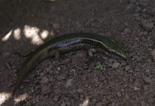 Spotted skink, Takapourewa, January 2015. Image: Colin Miskelly, Te Papa