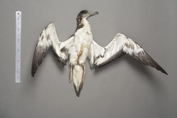 New Zealand's first (and only) streaked shearwater was found dead on Kawhia Beach in February 2006, and is now a specimen in the Te Papa collection. Image: Te Papa