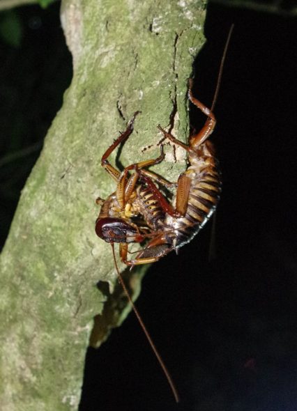 A pair of Wellington tree weta mating (male bent in half on left) at night on Takapourewa, January 2015. Image: Colin Miskelly, Te Papa