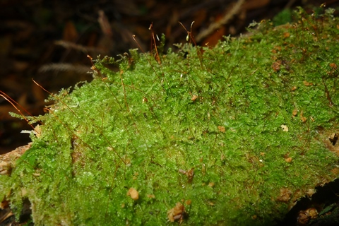 The moss Sematophyllum amoenum, carpeting fallen trunk.