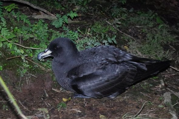 An adult Westland petrel on the colony surface at night. Image: Colin Miskelly, Te Papa