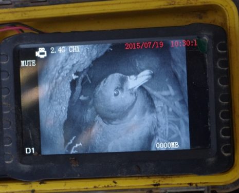 Life through a burrowscope lens (Part 6) – subterranean Paparoa ...