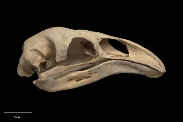 Skull and mandible of South Island giant moa (Dinornis robustus). Te Papa Collections Online S.028225