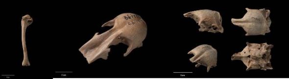 Composite image of bones of three extinct New Zealand duck species. Left: right humerus of Scarlett’s duck (Malacorhynchus scarletti). Centre: cranium of New Zealand blue-billed duck (Oxyura vantetsi). Right: skull of New Zealand musk duck (Biziura delautouri). Te Papa Collections Online S.020758, S.041197, S.022160