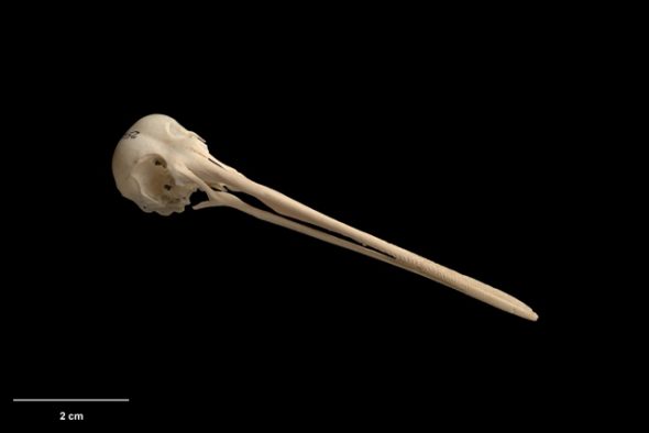 Skull of the enigmatic Forbes’ snipe (Coenocorypha chathamica); Te Papa Collections Online S.025428. How did two snipe species co-exist on the Chatham Islands?
