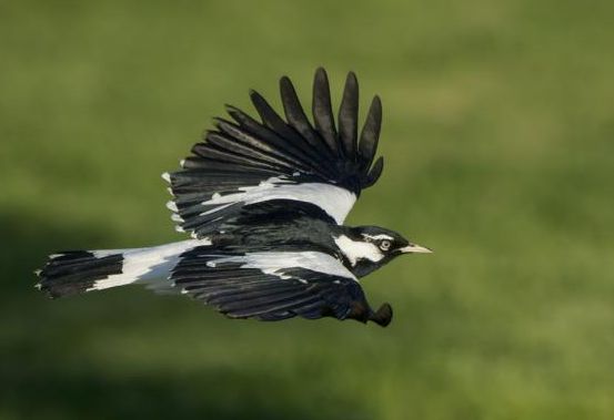 An adult male magpie-lark in flight – one of the most familiar and easy to recognise of all Australian birds. Image: Craig Greer, NZ Birds Online