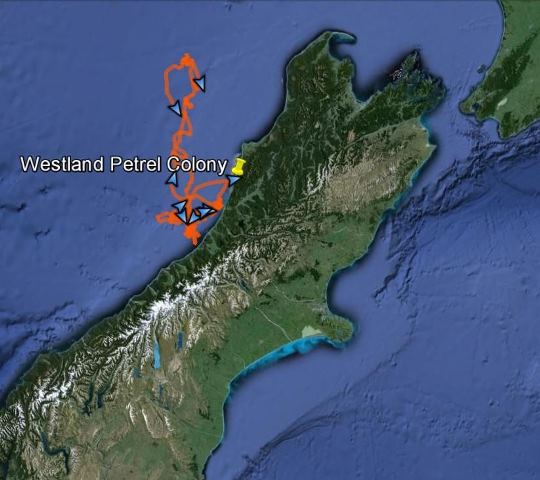 Foraging track of a male Westland petrel during 9 days while his mate was caring for their egg. Data courtesy of Susan Waugh, Te Papa. Base map from Google Earth