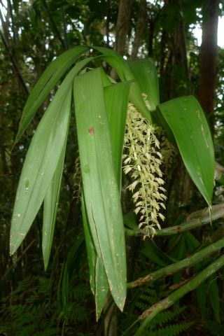 Orchids were abundant throughout the jungle, particularly as epiphytes. Photo Leon Perrie. © Te Papa.