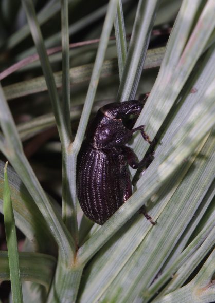 A Wellington speargrass weevil browses on an Aciphylla squarrosa leaf, Mana Island. Image: Colin Miskelly, Te Papa