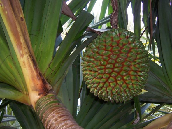 Pandanus fruit. Photograph B.Navez