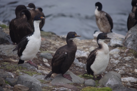 Kerguelen shags, Port aux Français, Kerguelen Islands (from left to right: adult, juvenile, immature). Image by Colin Miskelly, copyright IPEV/Te Papa