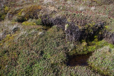 Possible Kerguelen petrel burrows, Ile aux Cochons, Iles Kerguelen. Image by Colin Miskelly, copyright IPEV/Te Papa