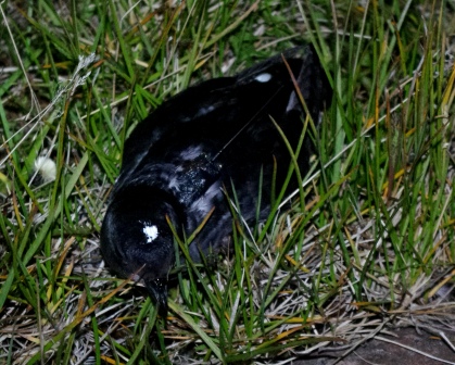 South Georgian diving petrel with back-mounted GPS tag, Ile aux Cochons, Iles Kerguelen. The temporary white spot on the bird’s head aided identification and recapture of tagged individuals. Image by Colin Miskelly, copyright IPEV/Te Papa