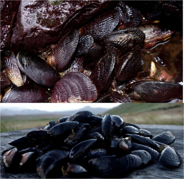 Top: ribbed and blue mussels in situ. Bottom: blue mussels ex situ. Both images taken on Ile aux Cochons, Iles Kerguelen, by Colin Miskelly, copyright IPEV/Te Papa