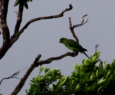 Echo parakeet (female). Image: Colin Miskelly, Te Papa