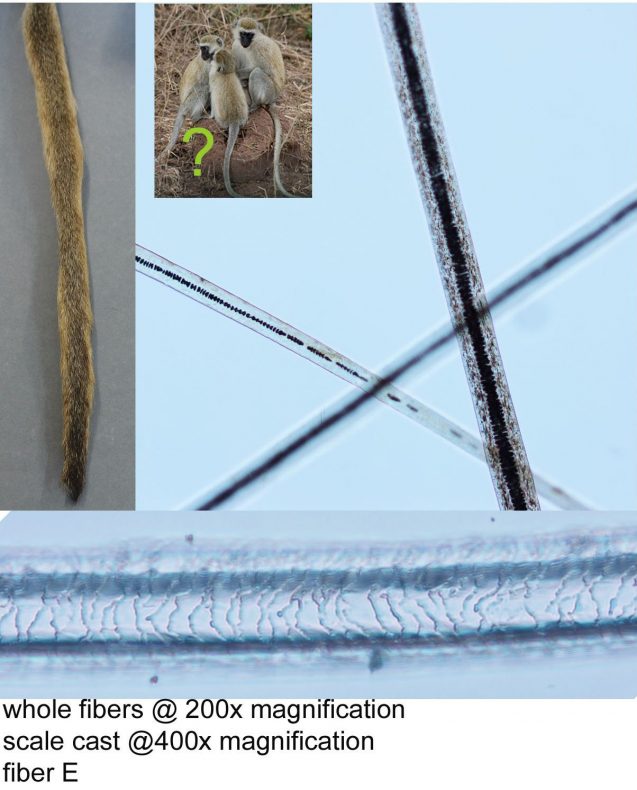 Images of hair fibers removed from GH024606 showing exterior scale patterning and the structure of the interior. Images by A. Peranteau, copyright Te Papa.