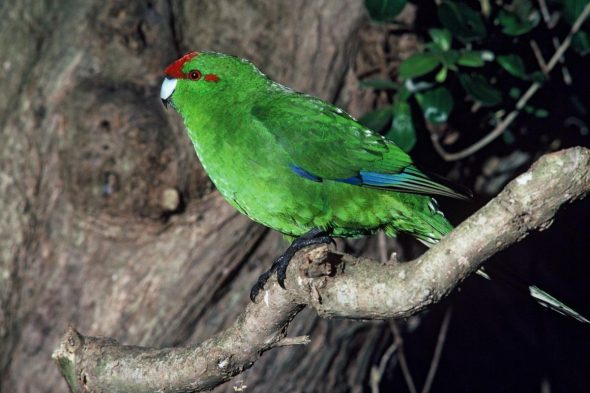 Chatham Island red-crowned parakeet (Cyanoramphus novaezelandiae chathamensis Oliver, 1930) – named by Oliver in his first edition of New Zealand birds. Image: Dave Crouchley, Department of Conservation/New Zealand Birds Online