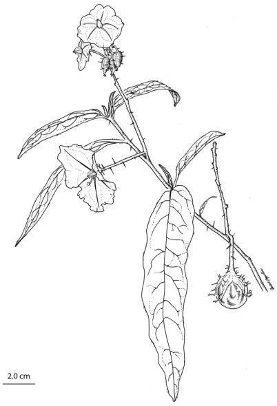 Illustration of Solanum watneyi. Mature branch with flowers and a developing fruit. Based on plant grown at Bucknell University from seeds of Martine and Martine 4065. Drawing by Rachel F. Martine. Figure 2 from Martine et al. 2016, PhytoKeys 61: 1-13 (25 Feb 2016) doi: 10.3897/phytokeys.61.6995. Creative Commons Attribution License (CC BY 4.0).