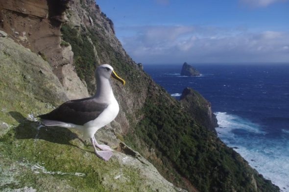 An adult Buller’s mollymawk roosting on the steep slopes of Solander Island, with Little Solander Island in the background. Image: Colin Miskelly, Te Papa