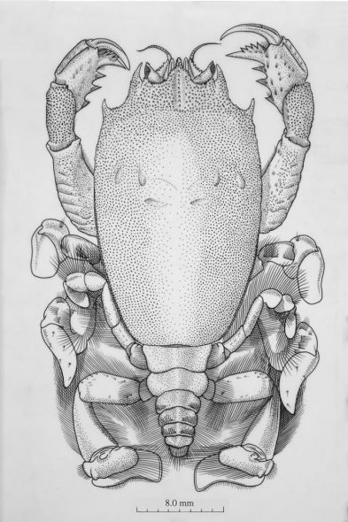 Frog crab, Notosceles pepeke, named by John Yaldwyn and Elliot Dawson, 2000. The holotype was collected in 1998, between Three Kings Islands and Cape Reinga. Found at depths of 59–211 metres. Image by Richard Webber, Te Papa